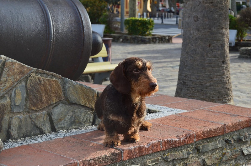 ralph